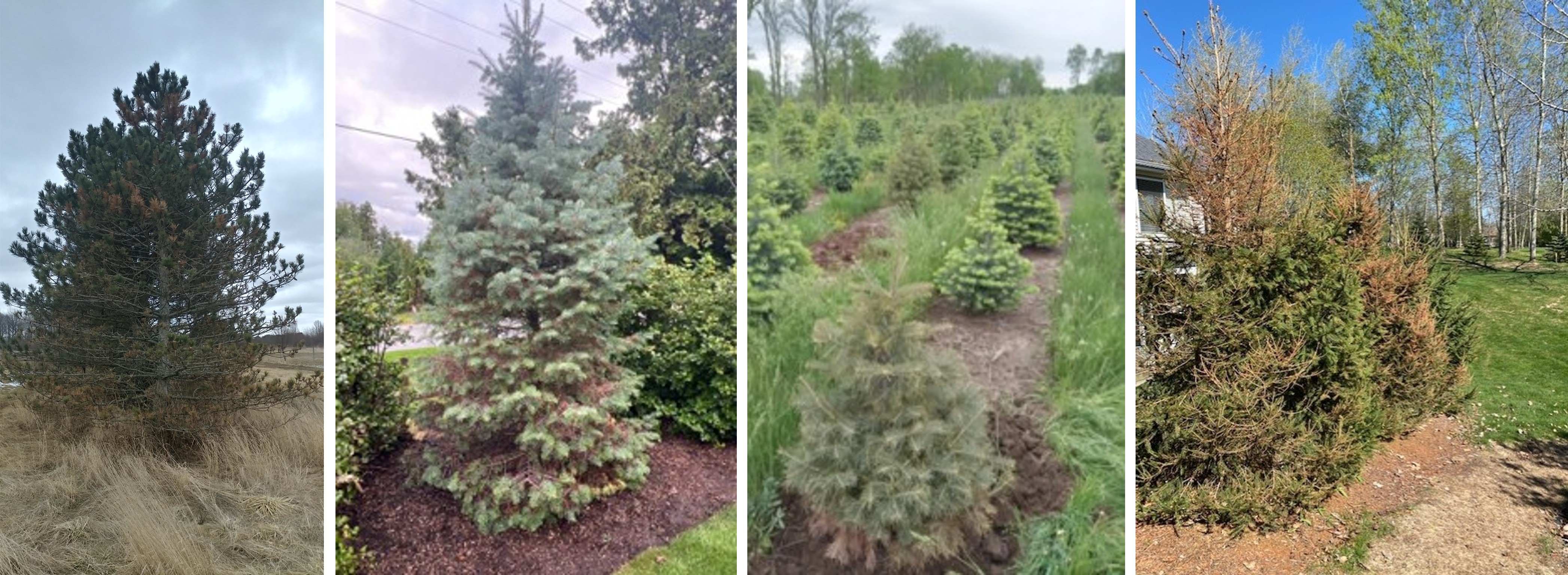 Four photos of evergreen trees show the entire tree and its immediate surroundings